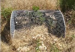 Photo 1: semi-extensive system (4 m2 cages) 